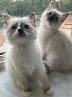 2 poslední kocourci Ragdoll bez pp
