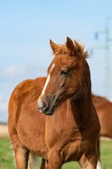 Welsh Cob klisna s PP - REZERVACE