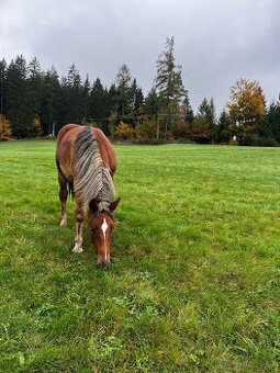 Prodám Valacha ČMB 2024