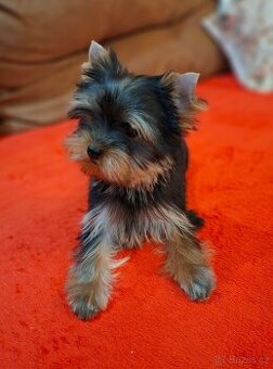 Yorkshire terrier s PP - fenečka