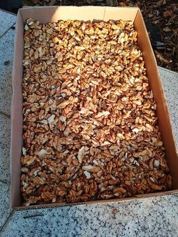 Vyloupané vlašské ořechy 2025