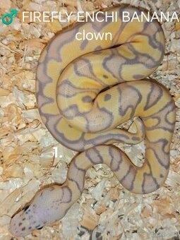 Krajta královská = projekt CLOWN, top CENY ✌️