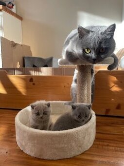 Britský modrý kocourek