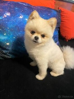 Pomeranian, pejsek ke krytí  bez pp