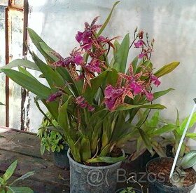 Brassia - pavoučí orchidej