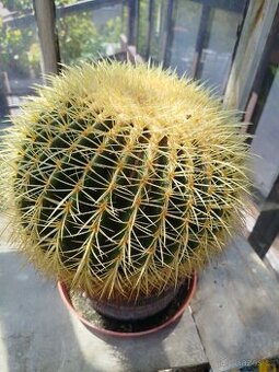 Echinocactus