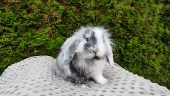 Zakrslý beránek, králíček, králík - MARIUS