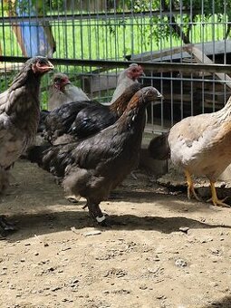 Slepice marans na čoko vejce