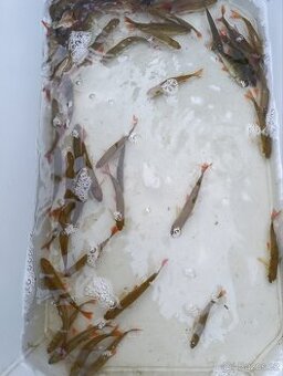 Perlín ostrobřichý 11-12 cm