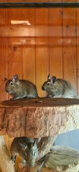 Osmák degu