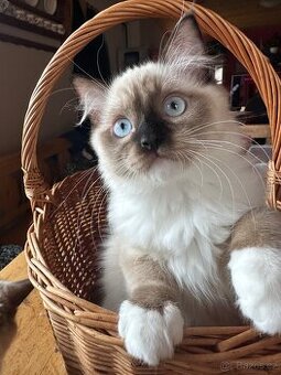 Ragdoll koťata s PP