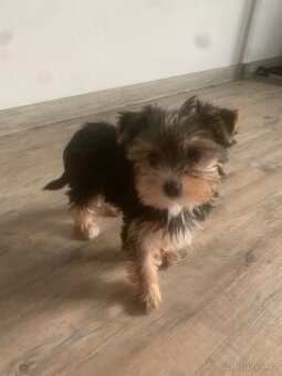 Jorkširský teriér