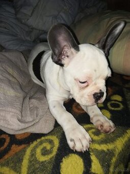 Francouzský buldoček