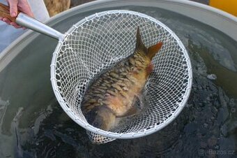 Prodej kaprů na vánoce ve Vrchlabí