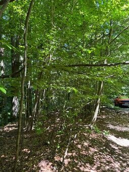 Prodám lesní pozemky v k.ú. Krásná pod Lysou Horou