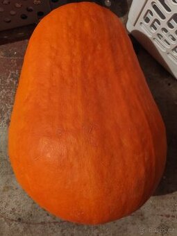 Prodej dýně Goliáš