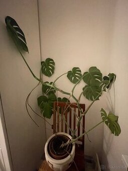 Monstera