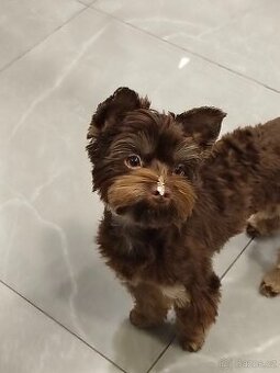 Čokoládový jorkšírský teriér