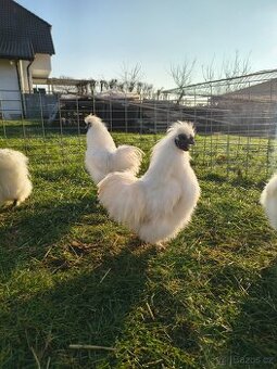 Hedvábnicky zdrobnělé kohouti