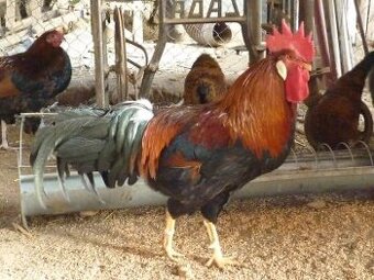 Kohout vlašky koroptví