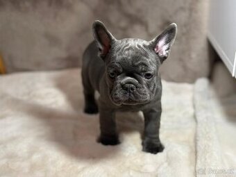 Francouzsky buldoček modrý