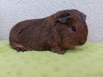 Morče - cuy samice Keisha