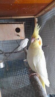 Letošní korely lutino