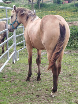 Luxusní bucskin QH klisna