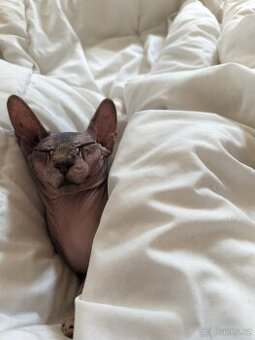 Sphynx