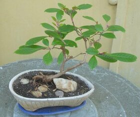 Fuchsia dendroides-fuchsie stromovitá