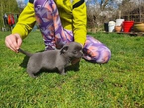 Modrý chlapeček s PP - štěně čivava