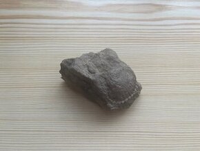 Zkamenělina - 1