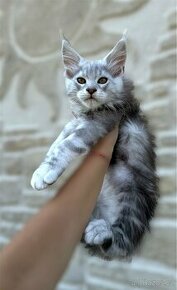 Maine Coon s PP kocour Mainská mývalí kočka