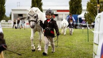 Prodej pony s TOP povahou