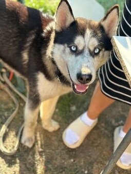 Sibiřský husky