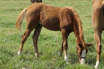 Hříbě sportovní pony
