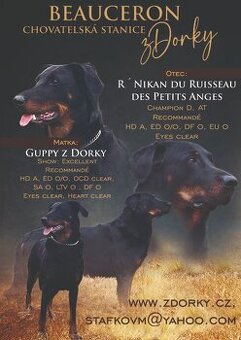 Beauceron - francouzský ovčák
