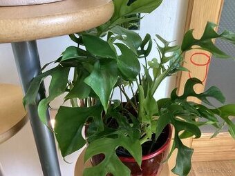 Květinový koutek (rez.na Begonii), Monstera minima prodáno