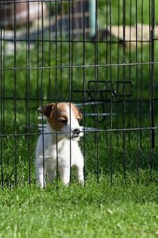 Jack Russel teriér s PP - TIMOTHEE