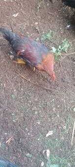 Vyměním kohouta za slepice mam hodne kohotu vyměním