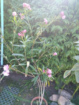 Vzrostlý oleandr růžově kvetoucí