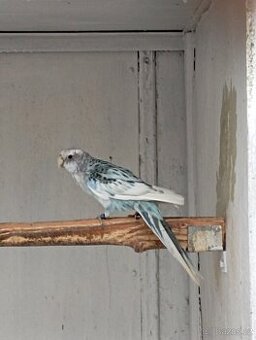 Alexandr velký lutino