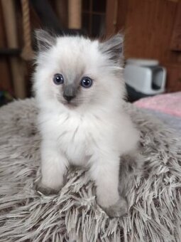 Ragdoll koťátka bez PP