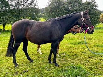 Krásná kobylka do chovu