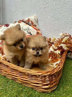 Štěňátka - Pomeranian