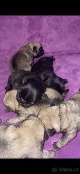 Štěně mops s PP
