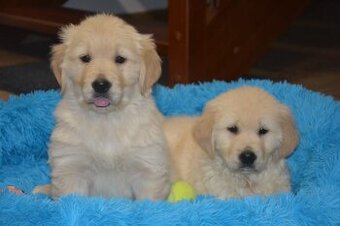 Zlatý retrívr - holčičky