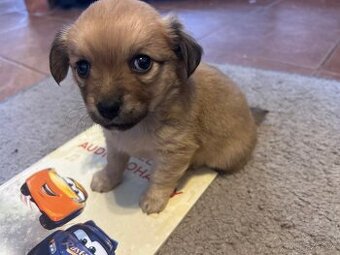 Poslední štěneči čivava