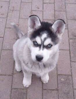 Sibiřský husky - 1
