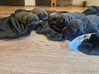 Americký staford (AST) – Blue - 1